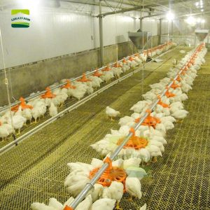 Poultry ground breeding system