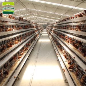 Automatic battery layer chicken cage