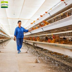 Poultry farm layer cage