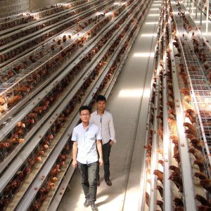 Poultry farm business plan chicken coops