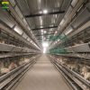 2022 hot sale H-type chicken cage