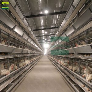 2022 hot sale H-type chicken cage