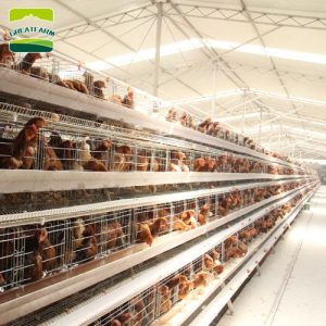 A&H type battery layer chicken cage