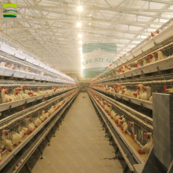 Poultry farm layer cage