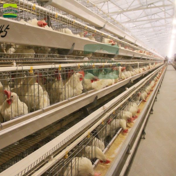 Poultry farm business plan chicken coops