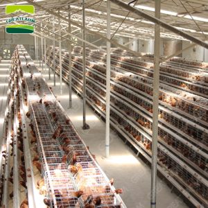 Automatic battery layer chicken cage