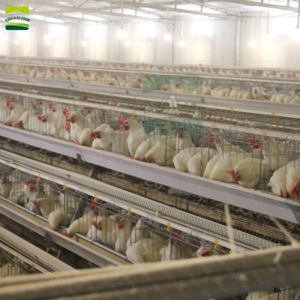 Poultry farm layer cage