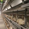2022 hot sale H-type chicken cage