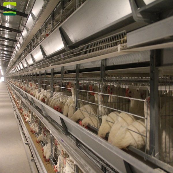 2022 hot sale H-type chicken cage