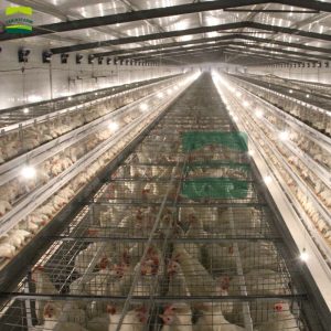 2022 hot sale H-type chicken cage