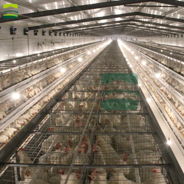 2022 hot sale H-type chicken cage