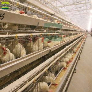 Poultry farm layer cage