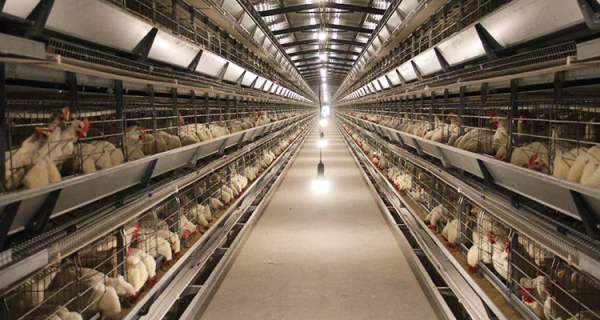 2022 Chicken project bird cage export,chicken cage layer,hen house for 1000-50000 chickens sale