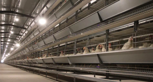 2022 Chicken project bird cage export,chicken cage layer,hen house for 1000-50000 chickens sale