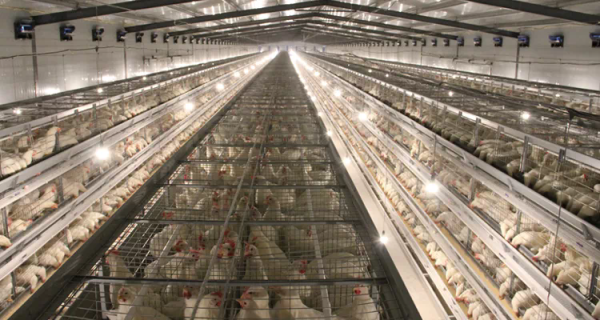 2022 Chicken project bird cage export,chicken cage layer,hen house for 1000-50000 chickens sale