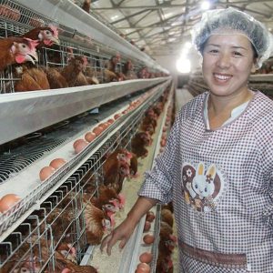 H type chicken coop Fully automated chicken cage