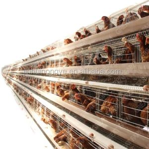 H type chicken coop Fully automated chicken cage