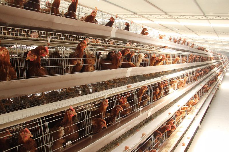 A type battery cages chicken coop