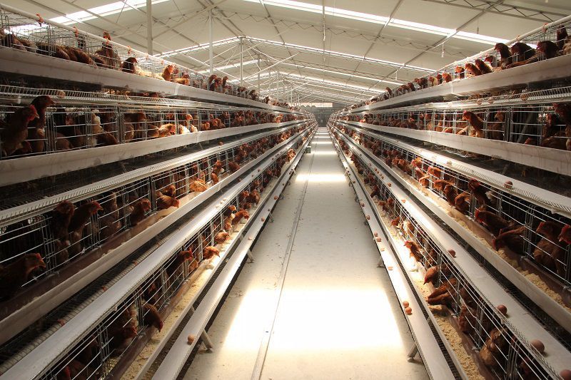 A type battery cages chicken coop