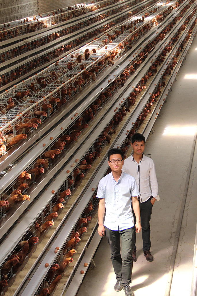 A Type Layer Chicken Cage - China Chicken Cage - Great Farm A Type Layer Chicken Cage