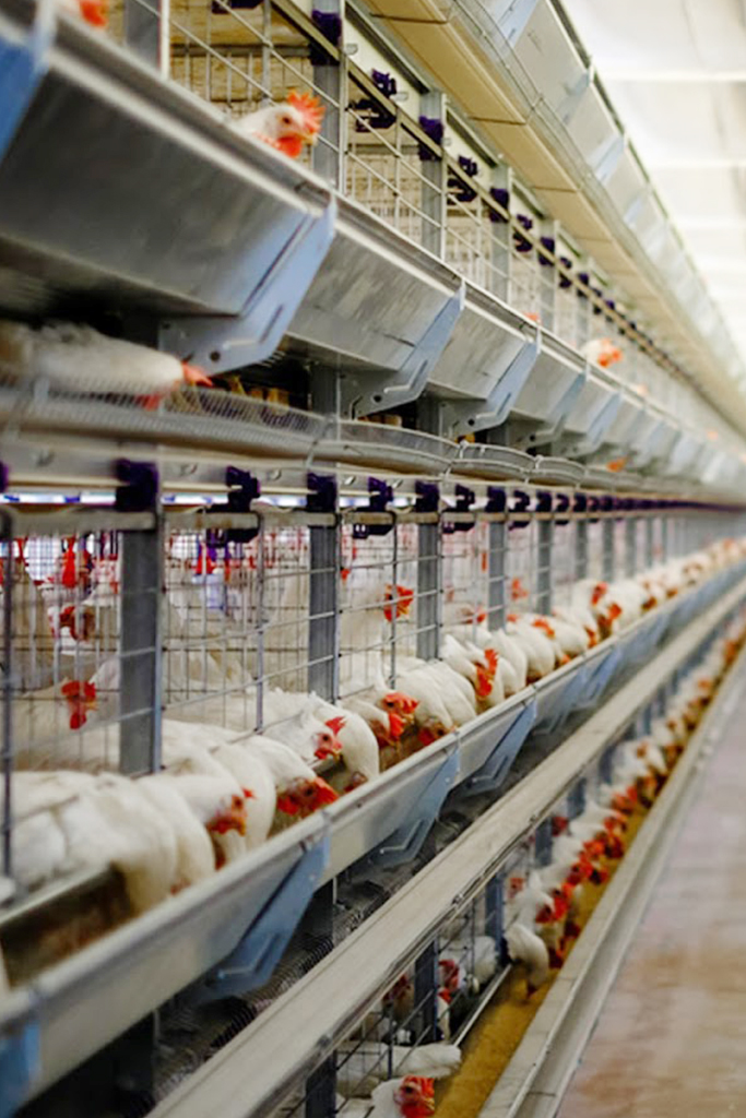sincerely-media-0YgyNnlb4l4-unsplash - China Chicken Cage - Great Farm