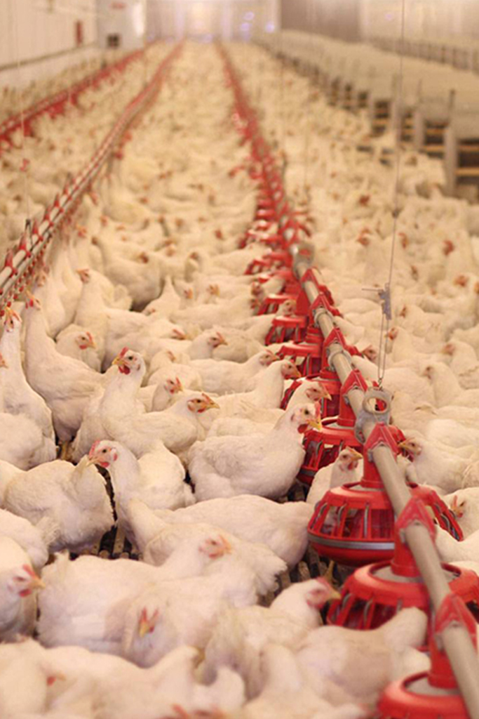 Broiler ground system - China Chicken Cage - Great Farm Broiler ground system