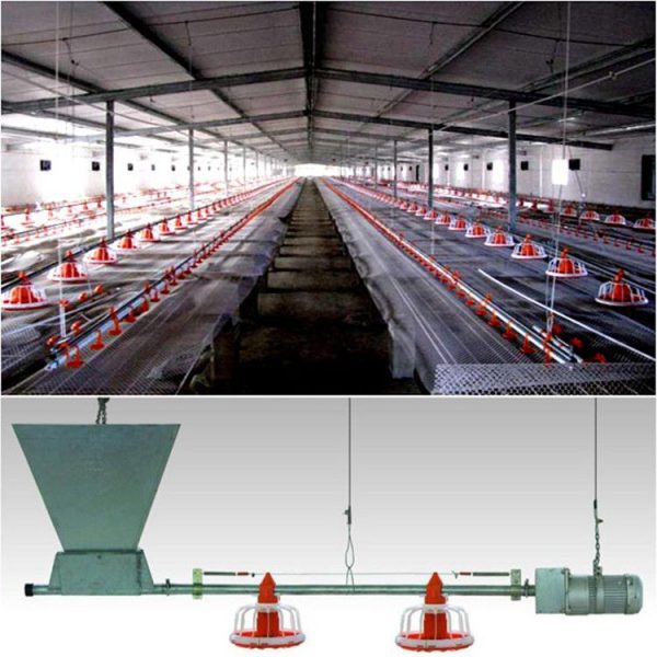 2022 hot product Poultry automatic feed line