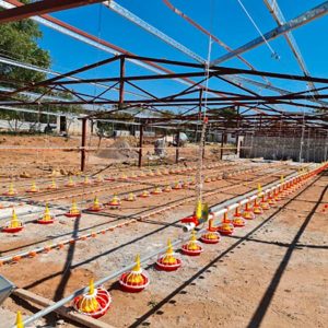 Broiler Feeding and Drinking line