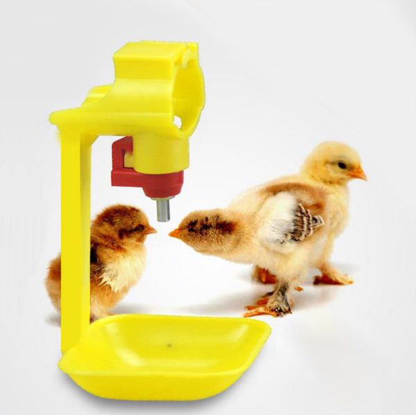 Chicken Feeders