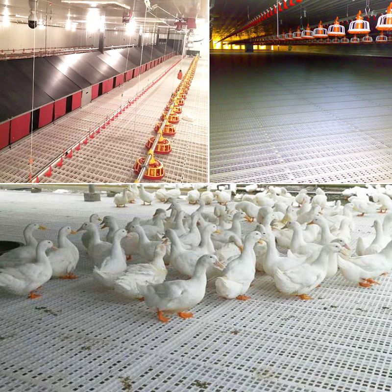 Plastic Slat Floor For Poultry Farm