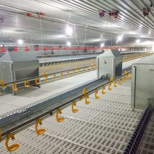 2022 Hot Sale High Quality Plastic Slatted Floor for Broiler Farm