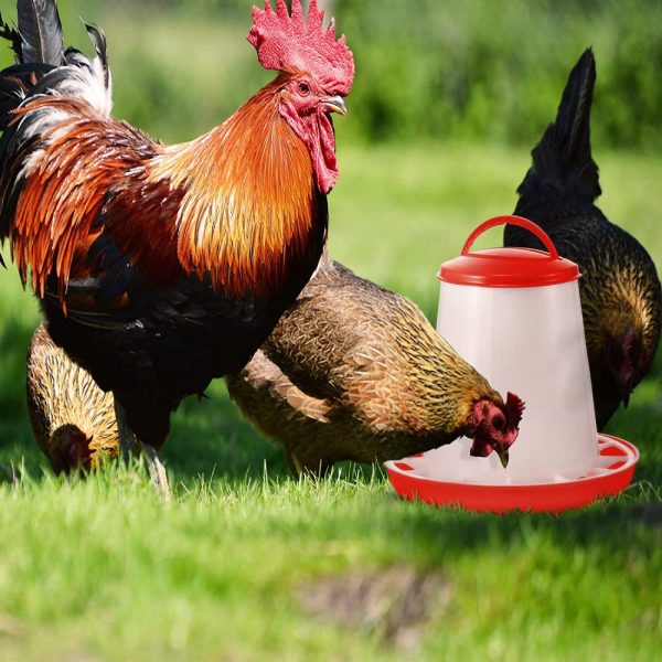 Poultry plastic chicken feeder and drinker