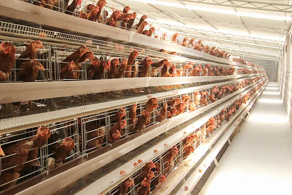 Great farm broiler chicken cages