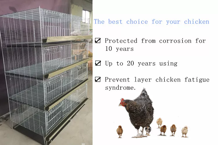 Great farm broiler chicken cages