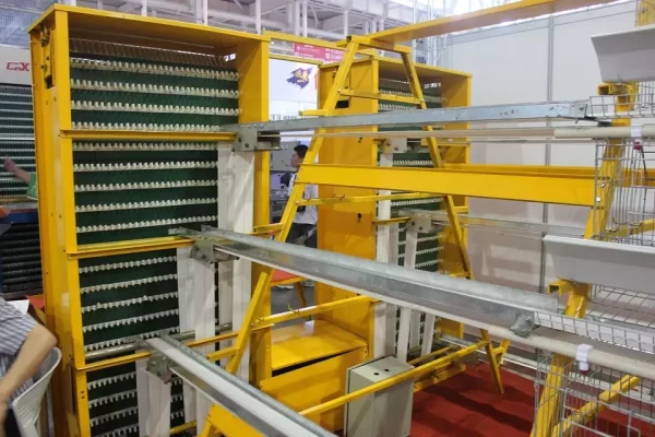 Automatic Egg Collection In Modern Chicken Farm