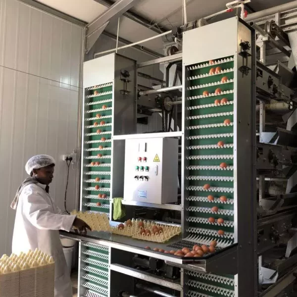 Automatic Egg Collection In Modern Chicken Farm