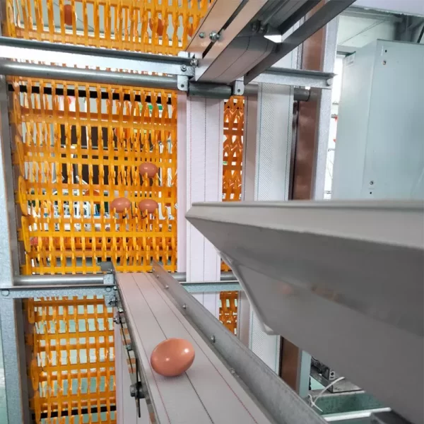 Automatic Egg Collection In Modern Chicken Farm