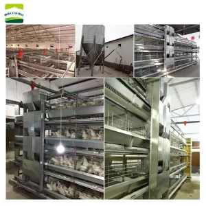 Chicken cage project for layer hens broiler