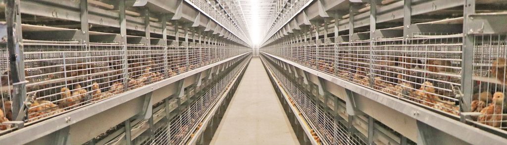automatic breeding equipment for chicks - China Chicken Cage - Great Farm automatic breeding equipment for chicks