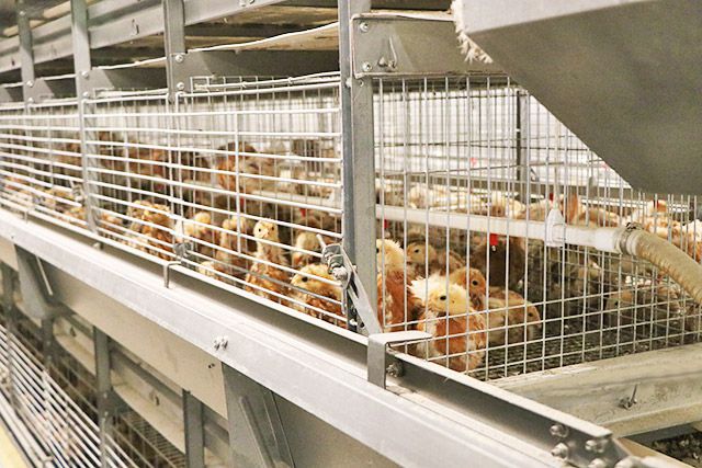 automatic breeding equipment for chicks