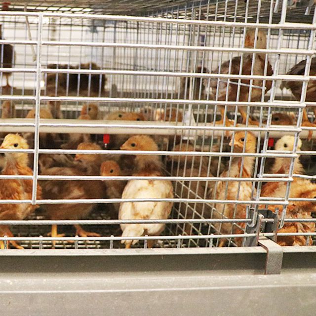 automatic breeding equipment for chicks