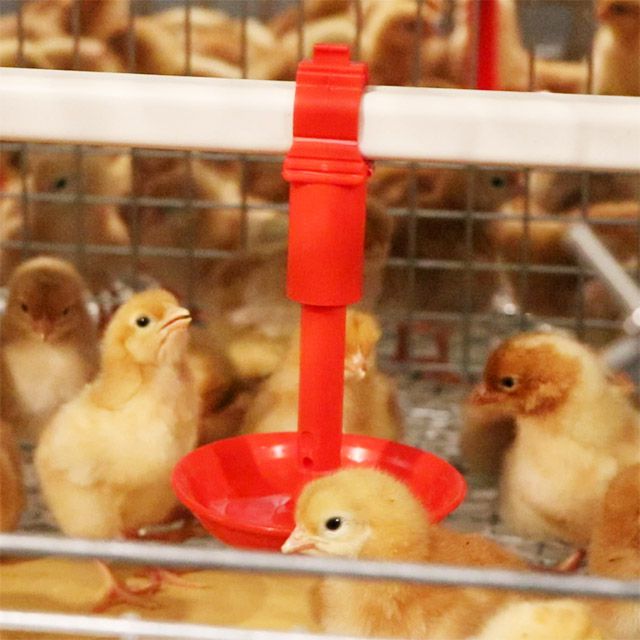 automatic breeding equipment for chicks