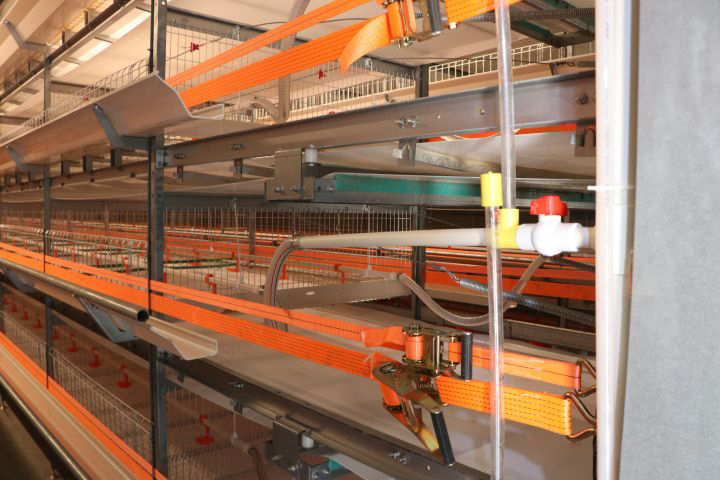 Automatic Chicken Rearing Equipment: Functions and Analysis - China Chicken Cage - Great Farm Automatic Chicken Rearing Equipment: Functions and Analysis