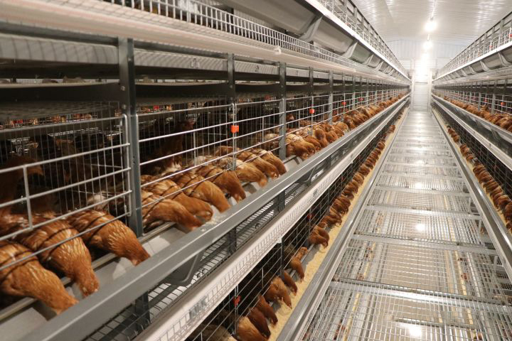 Automatic Chicken Rearing Equipment: Functions and Analysis - China Chicken Cage - Great Farm Automatic Chicken Rearing Equipment: Functions and Analysis